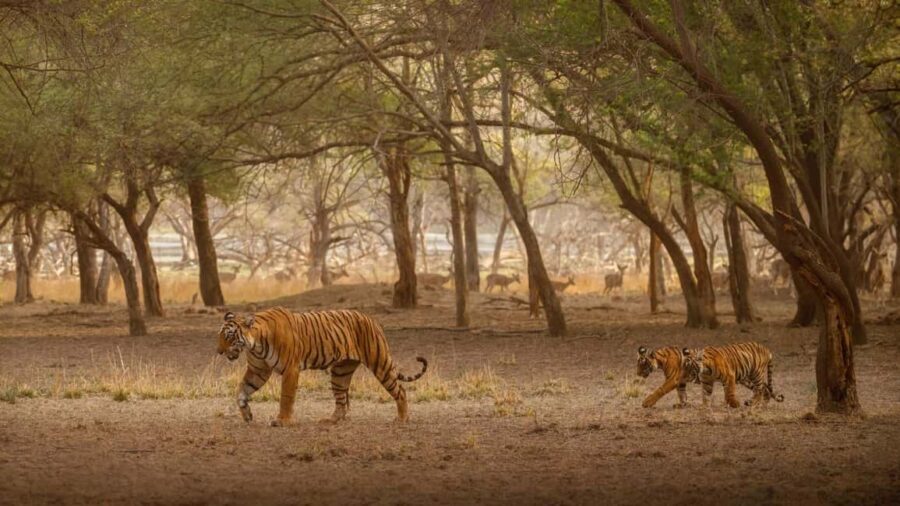 Tadoba wild life tour - Final Thoughts: Is This the Trip for You?