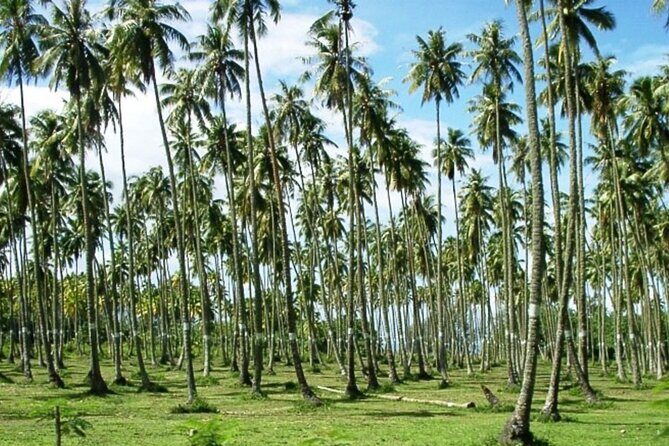 Tahiti: Full Day Tour of the Island - The Value and Pricing