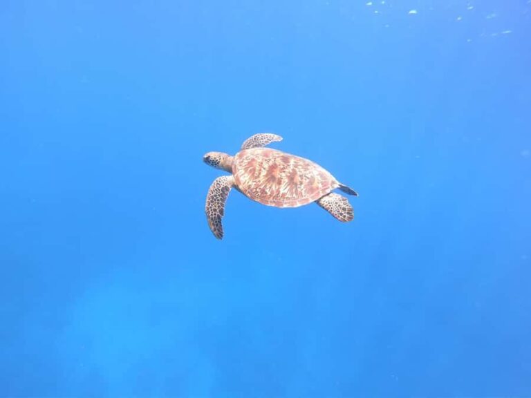 Tahiti island: 4 hours Snorkeling Tour - The Value of Guided Marine Encounters