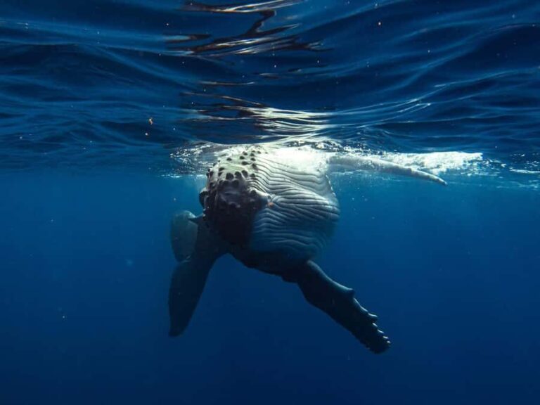 Tahiti island: Whale watching Experience - Final Thoughts: Is This Tour for You?