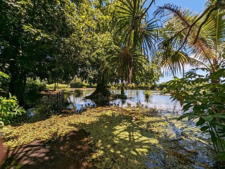 Tahiti Private Half Day Tour. Nature, history and culture - A Closer Look at the Itinerary and Sites