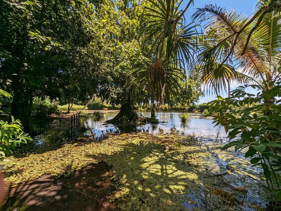 Tahiti Private Half Day Tour. Nature, history and culture - A Closer Look at the Itinerary and Sites