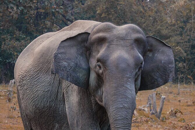 Taj Mahal with Visit to Elephant Conservation Center From Delhi - Transition to the Elephant Conservation Center