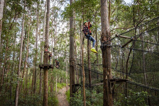 Tamborine Mountain TreeTop Challenge Adventure Park - The Delight of Ziplining and Diverse Challenges