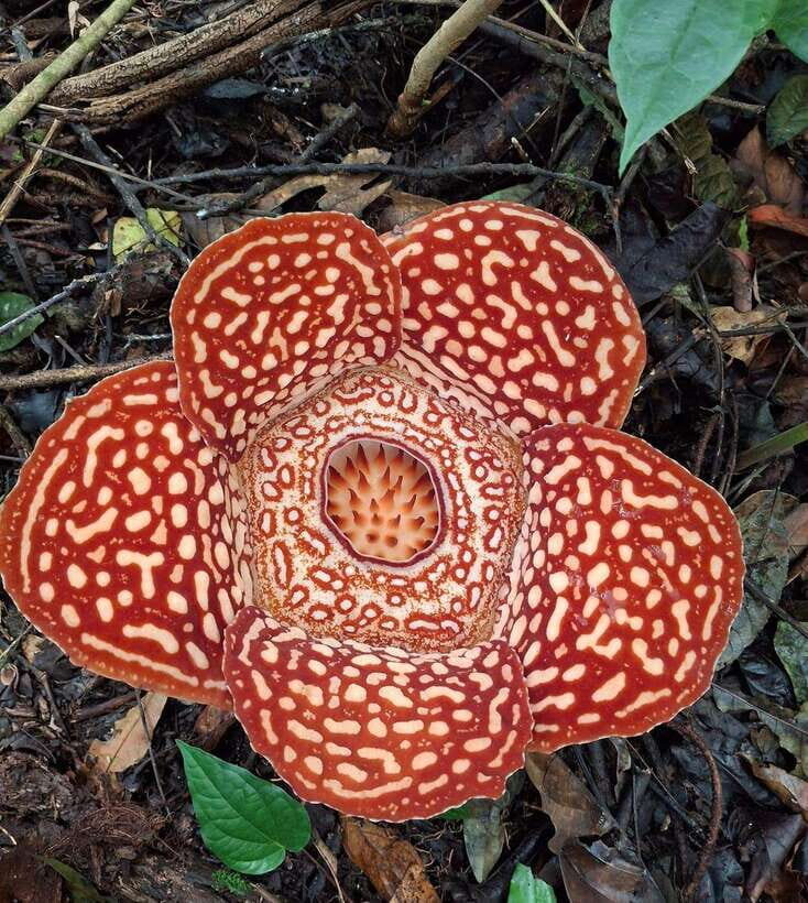Tambunan: Rafflesia Flower Trekking with Rustic Lunch - What You Can Expect: A Full Day of Nature and Discovery