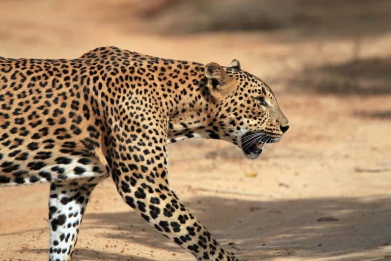 Tangalle/Hiriketiya/Mirissa: Shuttle to Ella and Yala Safari - Who Should Consider This Tour?