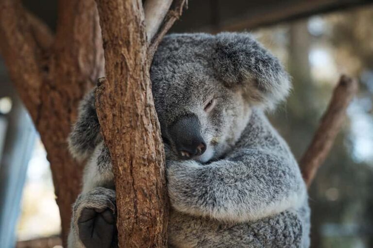 Taronga Zoo Aussie Backyard Adventure - Authentic Experiences and Top-Notch Guides