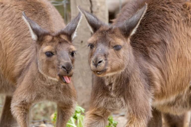 Taronga Zoo Sydney Wild Australia Experience - Who Will Love This Tour?