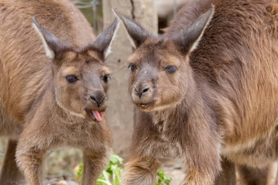 Taronga Zoo Sydney Wild Australia Experience - Who Will Love This Tour?