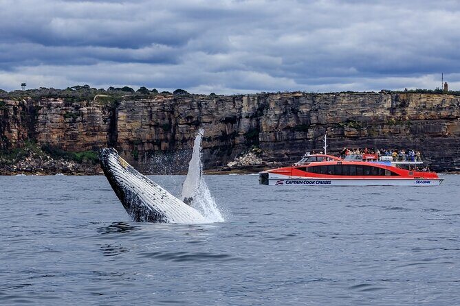 Taronga Zoo & Whale Watching Cruise Combo - Sydney Harbour - The Practicalities and Value
