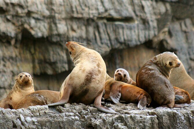 Tasman Island Cruises and Port Arthur Historic Site Day Tour from Hobart - FAQ