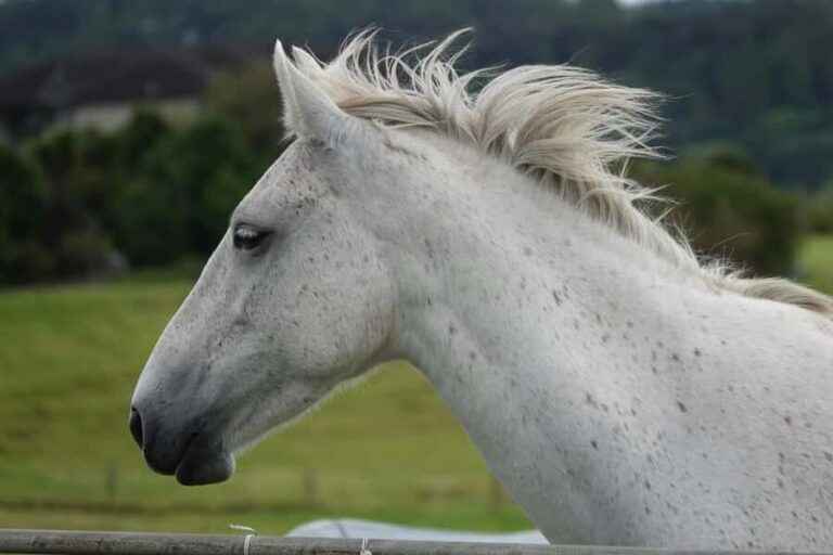 Taupo/Turangi: The Torohe Half-Day Horse Trek - What Sets This Tour Apart