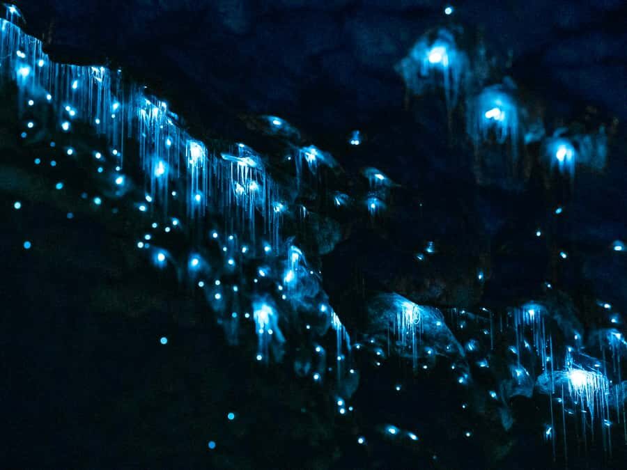 Te Anau: Glowworm Caves Guided Tour - The Itinerary in Detail