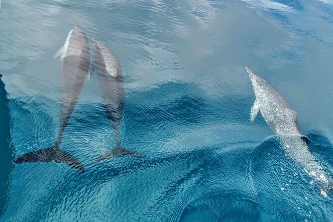 Teahupo'o Jurassic Tour and Private Diving - The Unique Appeal of Private Boat Tours