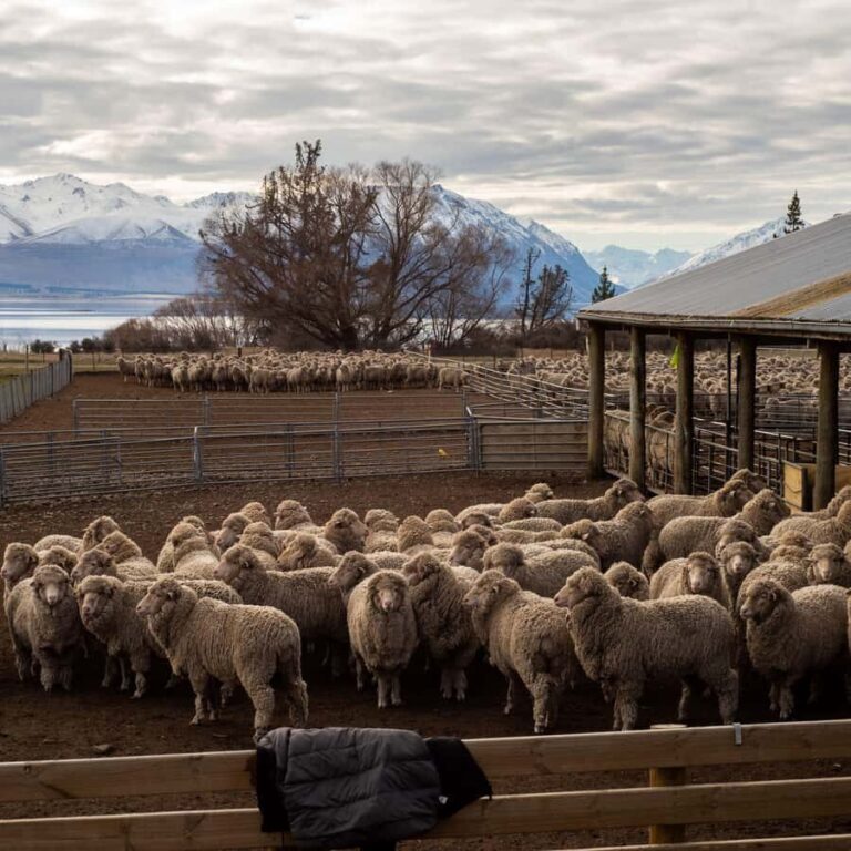 Tekapo: Merino Sheep Shearing and Sheepdog Demonstration - Practical Details: What You Need to Know