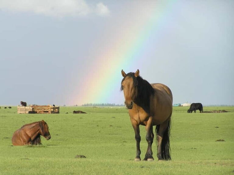Terelj Day Tour with Lunch, horse riding & More... - What Is Included and What Isn’t
