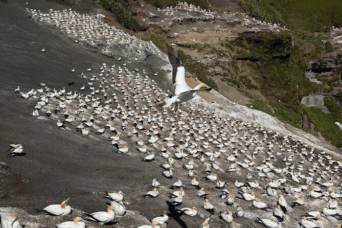 The Ultimate Muriwai Gannet Colony Experience Private Tour - The Black Sand Beaches and Coastal Views
