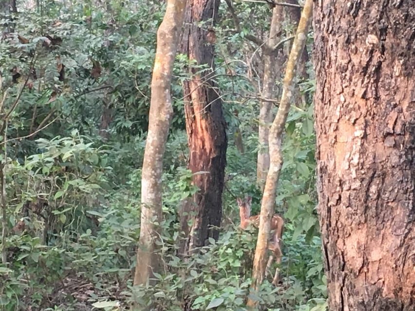 Thrills and Tranquility: Jeep Safari and Canoeing in Chitwan - Who will love this tour?