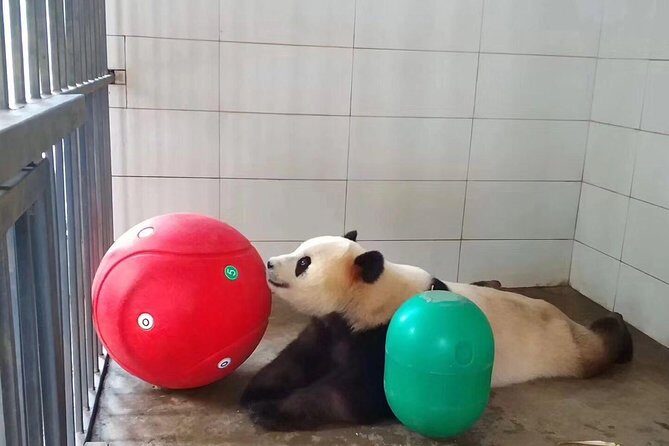 Ticket reservation for Chengdu Giant Panda Breeding Base - In-Depth Review of the Chengdu Panda Tour