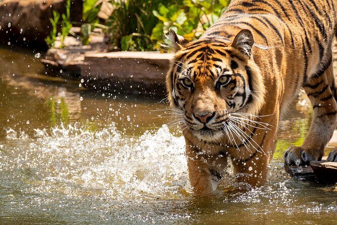 Tiger Experience at Melbourne Zoo - excl. entry - Analyzing the Value