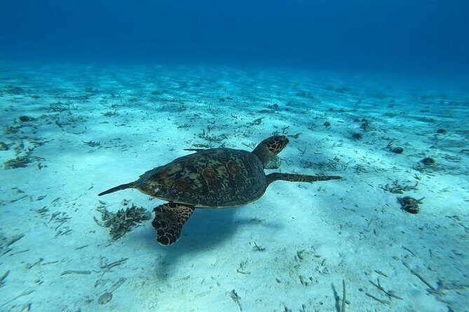 Tohora Bora Bora Snorkeling Lagoon Tours - Final Thoughts
