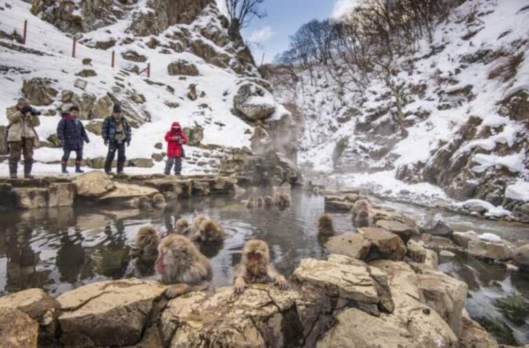 Tokyo To Nagano (Snow Monkey Zenkoji Temple Private Tour) - Jigokudani Monkey Park: The Snow Monkeys’ Hot Spring Retreat