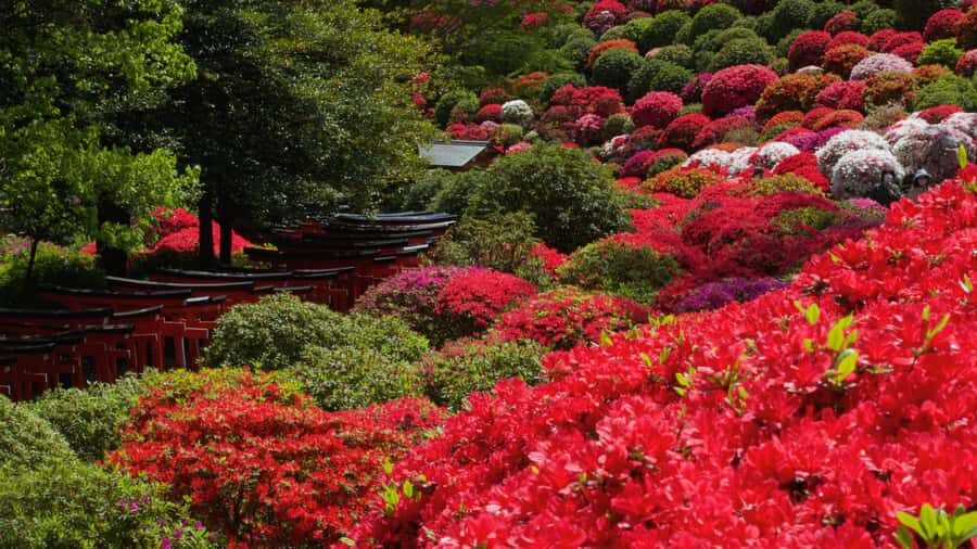 Tokyo: Yanaka & Ueno, Tokyo of Tradition Guided Tour - Why This Tour Offers Great Value