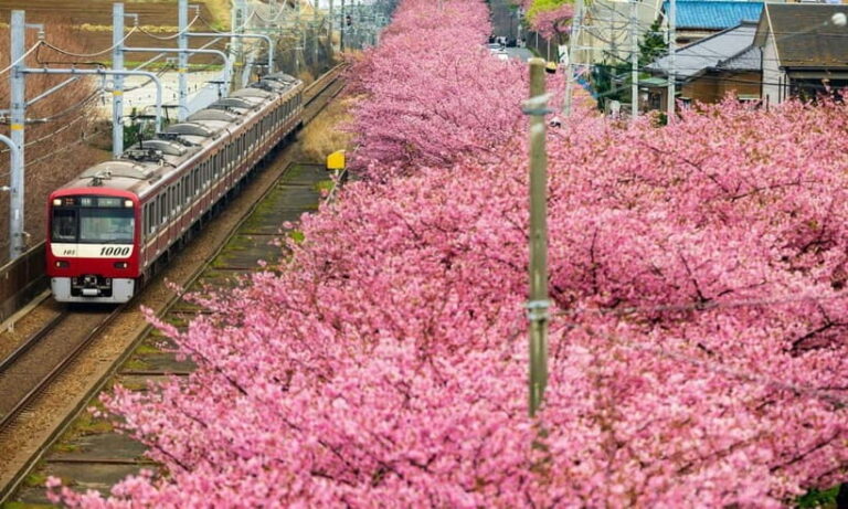 Tokyo:Izu Penisula Train Mt Omuro, Capybara Sightseeing Trip - Detailed Analysis of the Experience