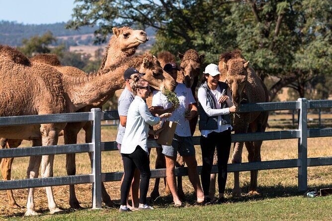 Tour, Taste & Camel Encounter - The Production Process and Sample Tasting