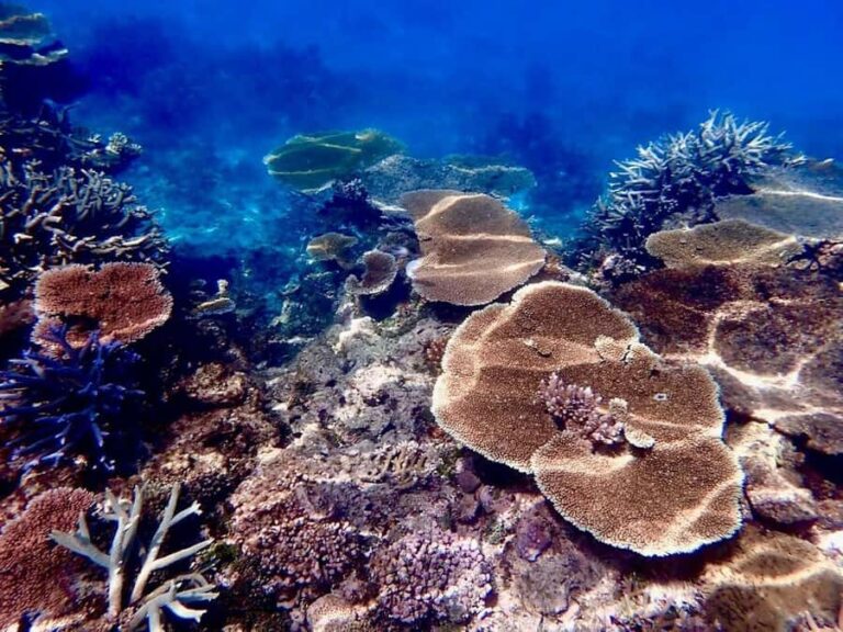 Townsville & Magnetic Island: MOUA & Reef Scuba Experience - Why This Tour Offers Great Value