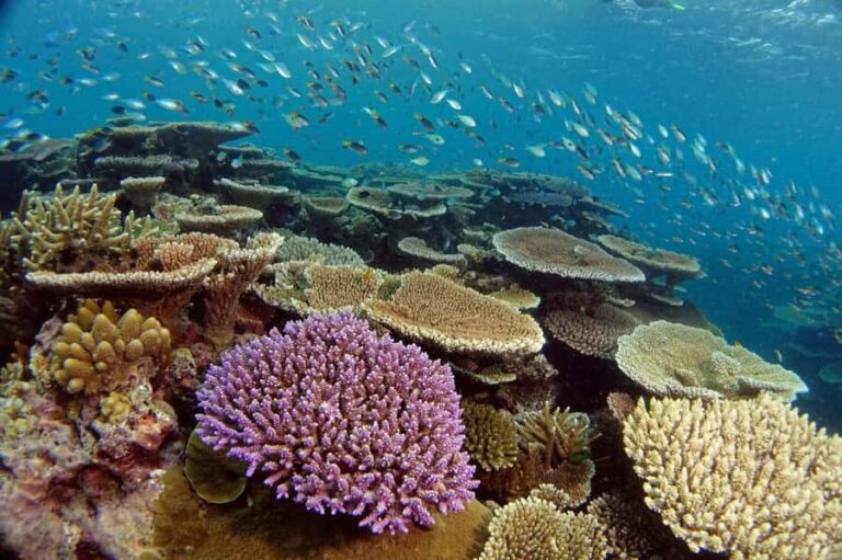 Townsville & Magnetic Island: MOUA & Reef Snorkel Experience - The Value of This Reef Experience