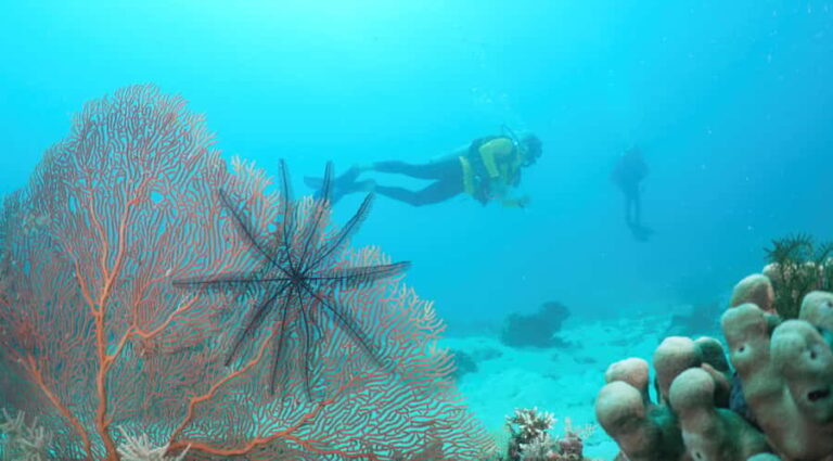 Townsville & Magnetic Island: Reef Explorer Scuba Experience - Why This Tour Stands Out