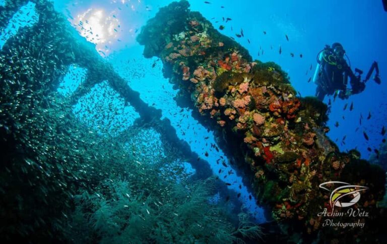 Townsville or Magnetic Island: Yongala Wreck Dive Day Trip - Who Will Find This Tour Most Valuable?