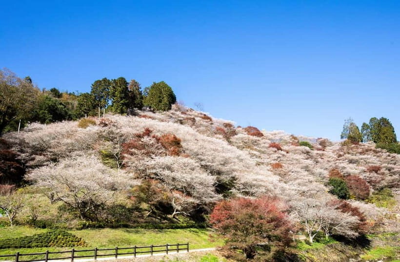 Toyota: Obara Washi Papermaking Experience Course - Who Will Love This Tour?