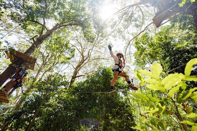 TreeTop Challenge Currumbin Wildlife Park - Practical Tips for Your Visit