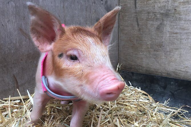 Trevena Glen 1hr Animal Tour - The Sum Up