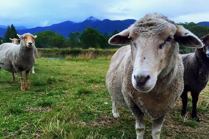 Trevena Glen Farm Animal Experience - What to Expect from the Experience