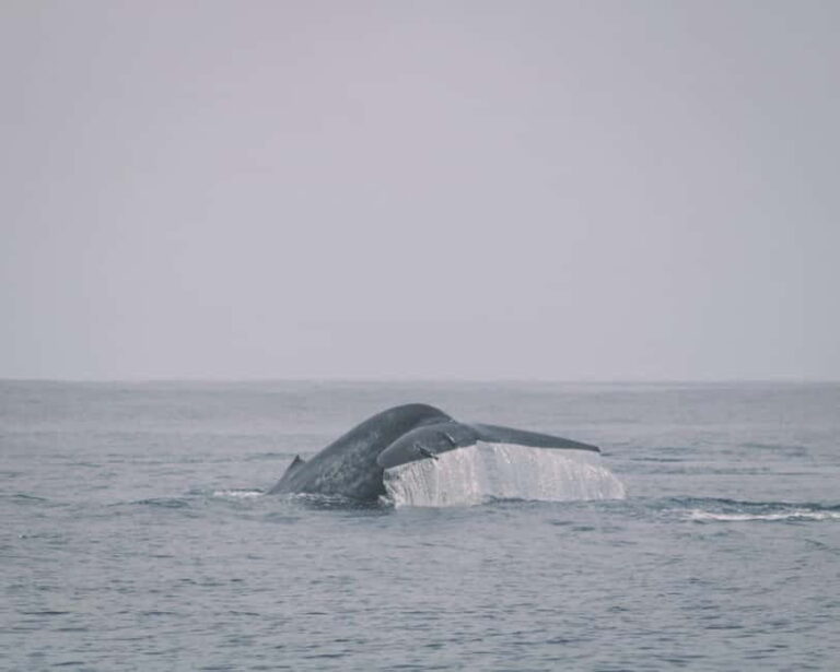 Trincomalee: Dolphin & Whale Watching Boat Tour - Authentic Experiences and Honest Feedback from Travelers