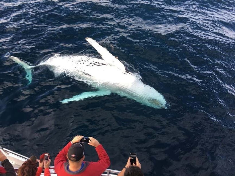 Trincomalee: Luxury Sailing Boat Dolphin and Whale Watching - The Details That Matter
