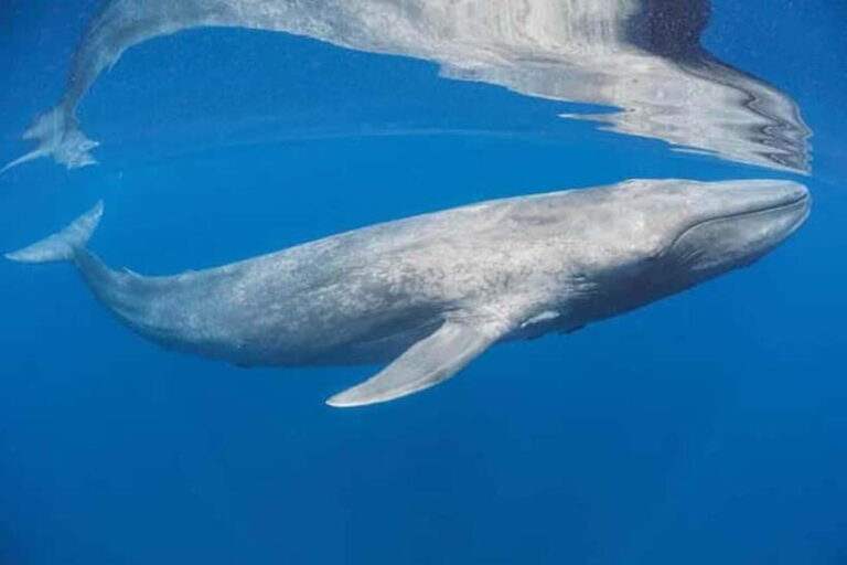 Trincomalee: Snorkeling Adventure with Whales - Why This Tour Offers Real Value