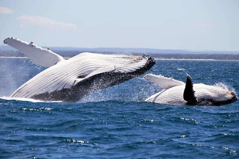 Trincomalee : Whale & dolphin watching +pigeon island tour - What’s Included and What’s Not