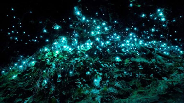 TrioDEAL MilkyWay GLOWWORM Cave, Kiwi Bird & Whangarei Falls - Practical Details & Tips for Travelers