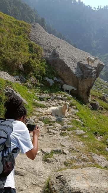 Triund Day hike | Alt 2870 Mtr - Detailed Review