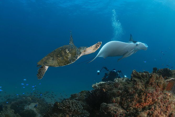 Try Scuba Diving at Cook Island Guided Ocean Dive with Turtles - Who This Tour Is Perfect For