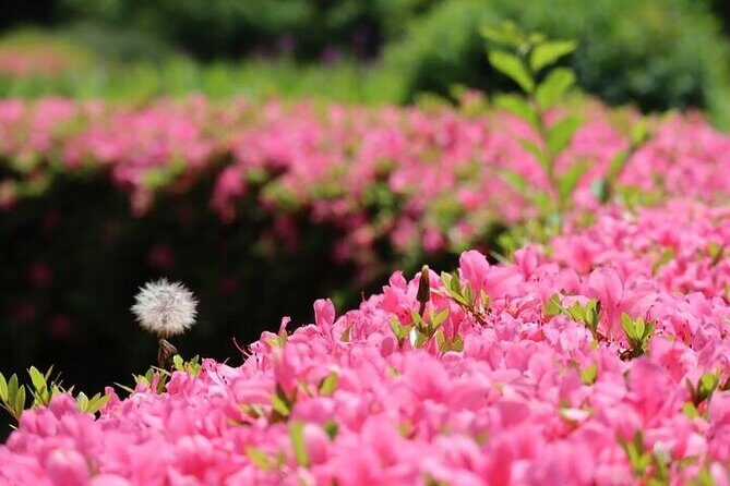 Tsukiji & Hamarikyu Gardens Wellness Tour Walk, Relax & Lunch - Authentic Experiences and What Travelers Say