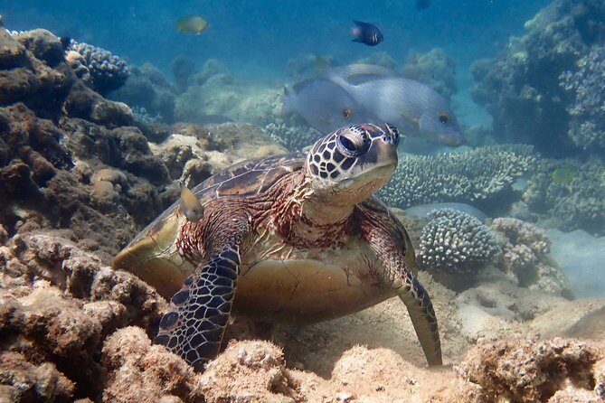 Turtle Tour - Ningaloo Reef Half Day Sea Kayak and Snorkel Tour - Snorkeling at ‘Kayak-Only’ Moorings: Underwater Magic