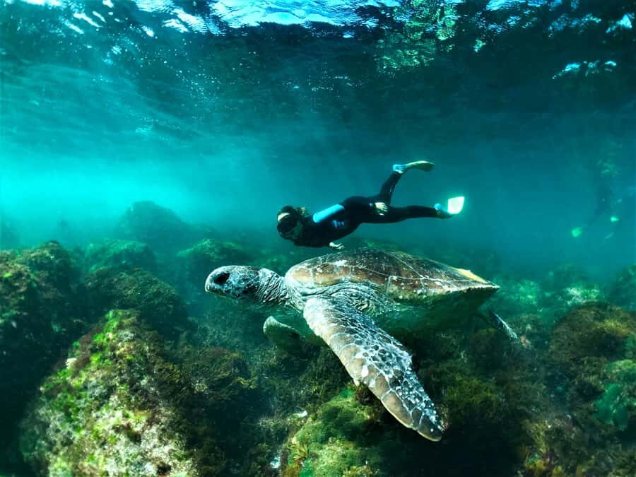 Tweed Heads: Snorkel With the Turtles - Detailed Breakdown of the Tour Experience