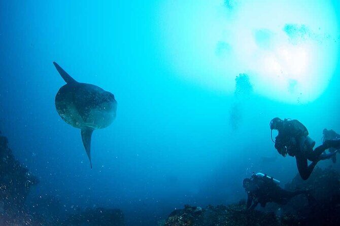 Two fun dives morning trip (Certified Divers only) - The Dive Sites and Marine Encounters