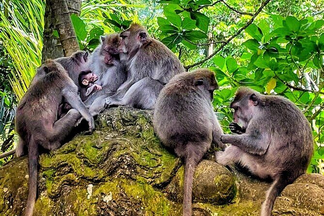 Ubud Tour - Highlight of Ubud - Traditional Tour - The Value of This Tour