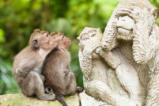 Ubud Tour Monkey Forest, Rice Terrace, Swing, Temple, Waterfall - Key Points